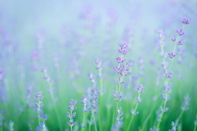 Fiori di lavanda in fiore Sfondo naturale