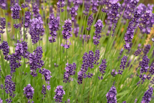 Fiori di lavanda in piena fioritura