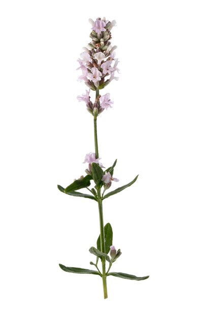 Fiori di lavanda isolati su bianco