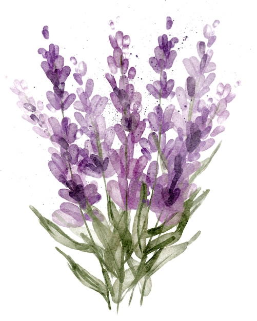 Fiori di lavanda isolati su sfondo bianco Illustrazione botanica dell'acquerello Disegnata a mano