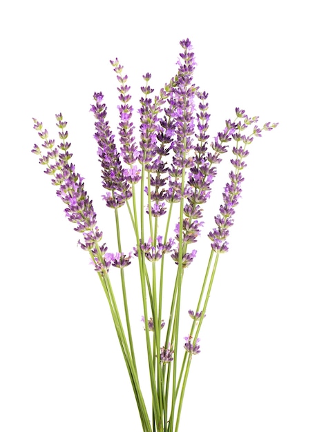 Fiori di lavanda isolati su sfondo bianco mazzetto di lavanda o fiori di lavanda erbe medicinali