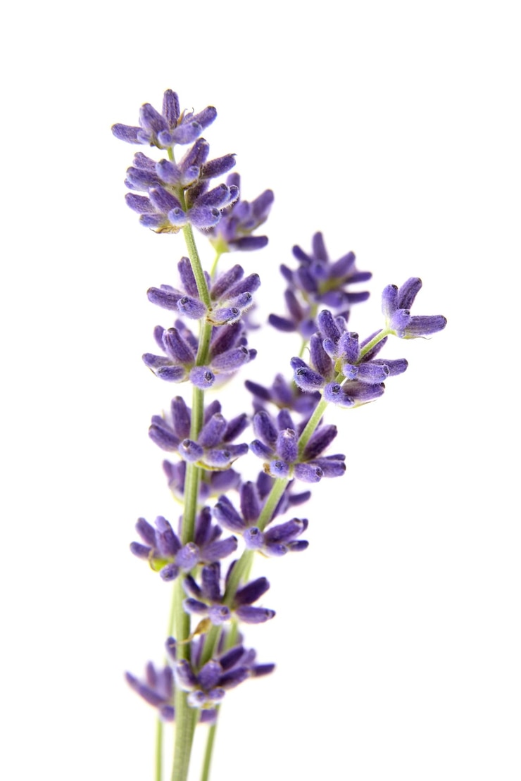 Fiori di lavanda isolati su sfondo bianco Primo piano di fiori viola freschi