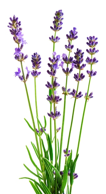 Fiori di lavanda isolati su sfondo bianco