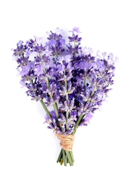 Fiori di lavanda isolati