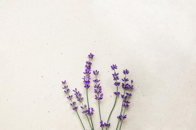 Fiori di lavanda naturali su sfondo di carta artigianale Sfondo floreale