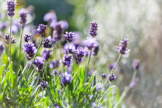 Fiori di lavanda nel giardino estivo