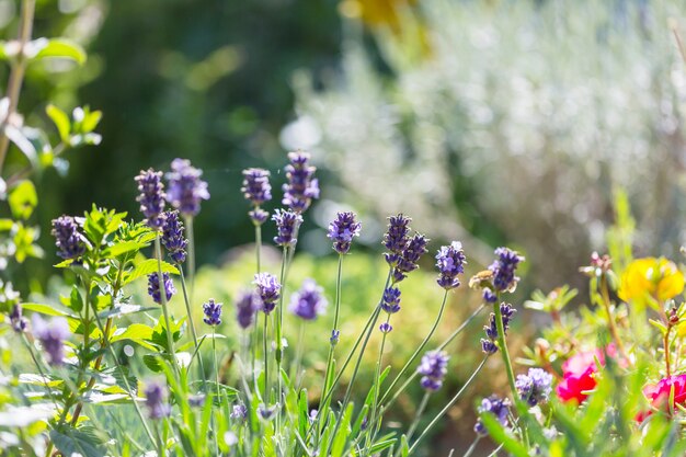 Fiori di lavanda nel giardino estivo