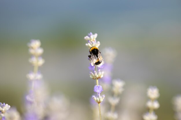 Fiori di lavanda nel giardino fiorito Fiori di lavanda illuminati dalla luce del sole Ape in cerca di polline