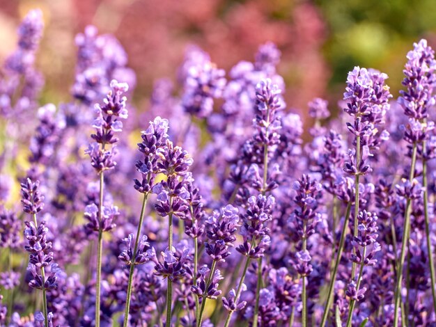 Fiori di lavanda nel giardino fiorito.