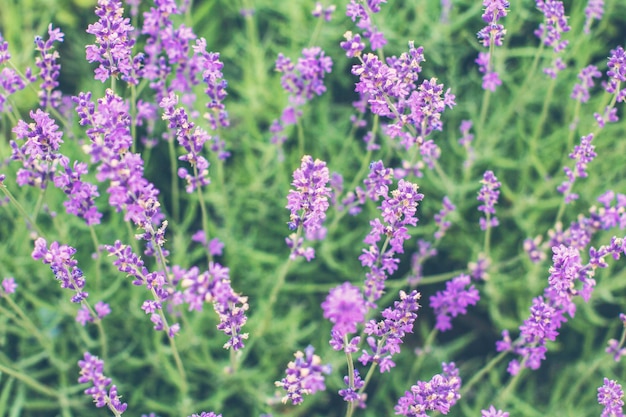 Fiori di lavanda nella morbida luce del mattino. Sfondo lavanda, carta da parati