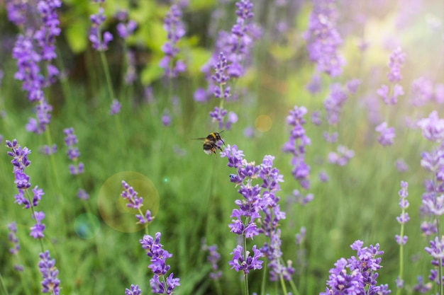 Fiori di lavanda nella morbida luce del mattino. Sfondo lavanda, carta da parati