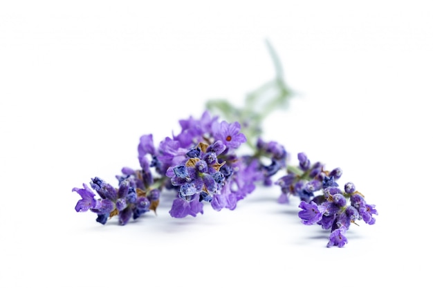 Fiori di lavanda su bianco