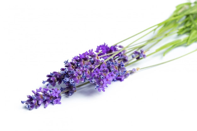 Fiori di lavanda su bianco