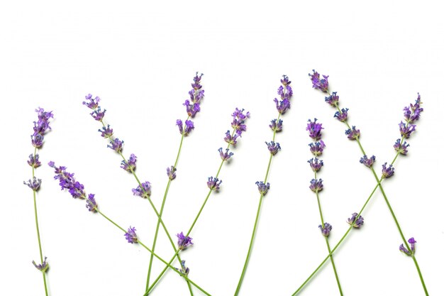 Fiori di lavanda su bianco