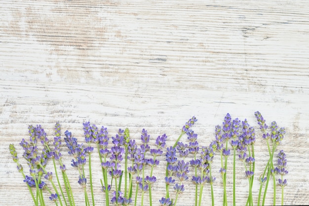 Fiori di lavanda su fondo di legno bianco.