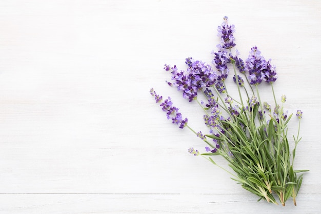 Fiori di lavanda su sfondo bianco.