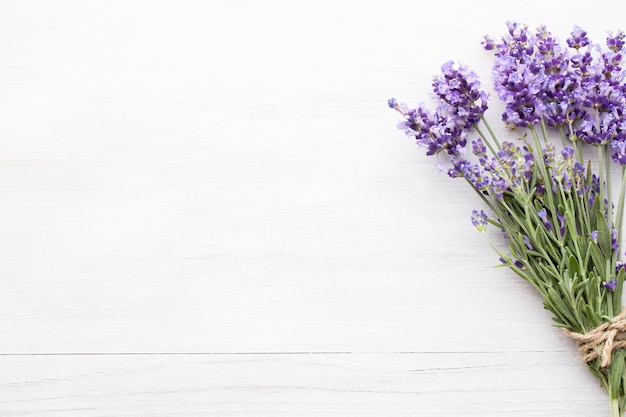 Fiori di lavanda su sfondo bianco.