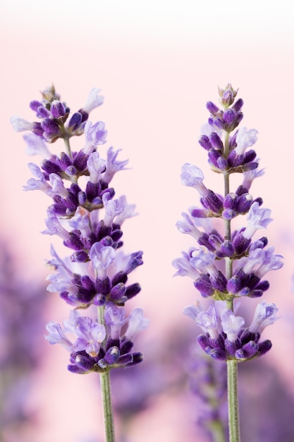 Fiori di lavanda su sfondo bianco.