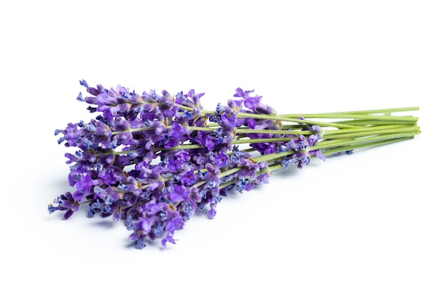 Fiori di lavanda su sfondo bianco