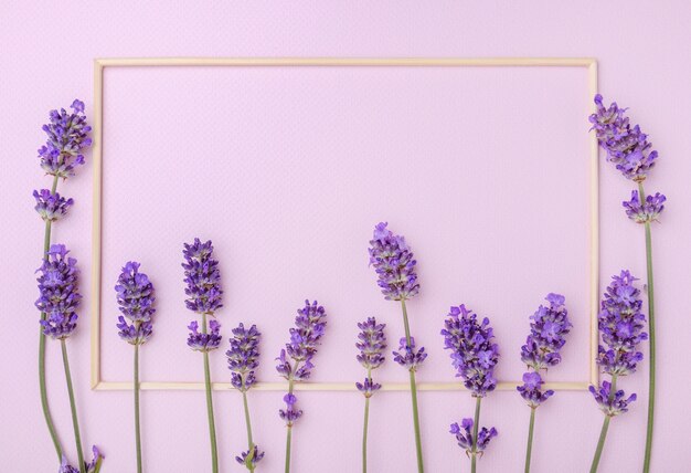 Fiori di lavanda su sfondo rosa pastello. Composizione di fiori con un posto vuoto per il testo. Vista dall'alto.