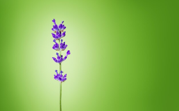 Fiori di lavanda su sfondo verde