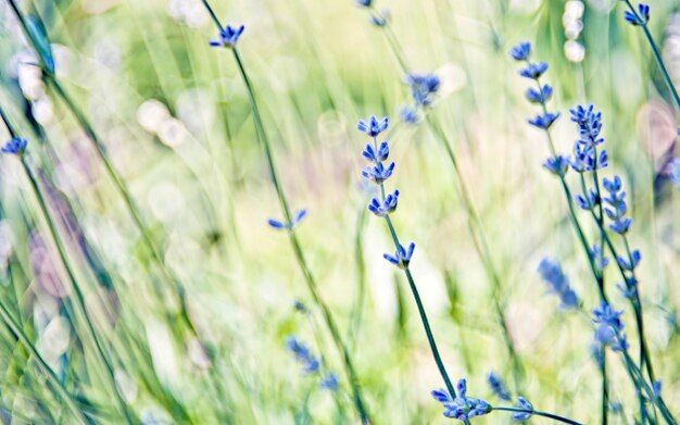 Fiori di lavanda su sfondo verde