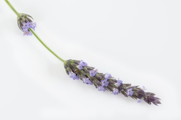 Fiori di lavanda su superficie bianca.