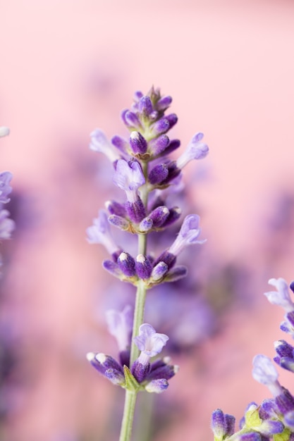 Fiori di lavanda su un bianco.