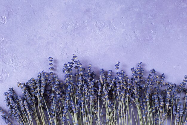 fiori di lavanda su un viola