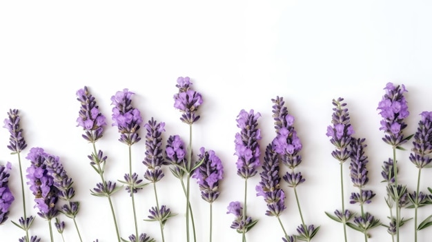 Fiori di lavanda su uno sfondo bianco