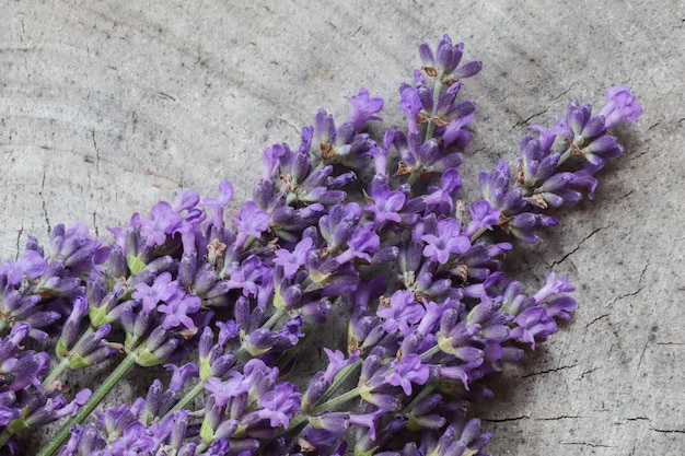 Fiori di lavanda su uno sfondo grigio di un vecchio ceppo