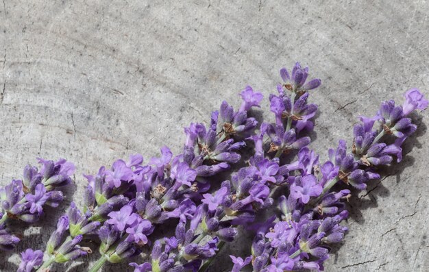 Fiori di lavanda su uno sfondo grigio di un vecchio ceppo