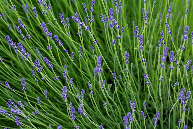 Fiori di lavanda viola sullo sfondo del giorno d'estate