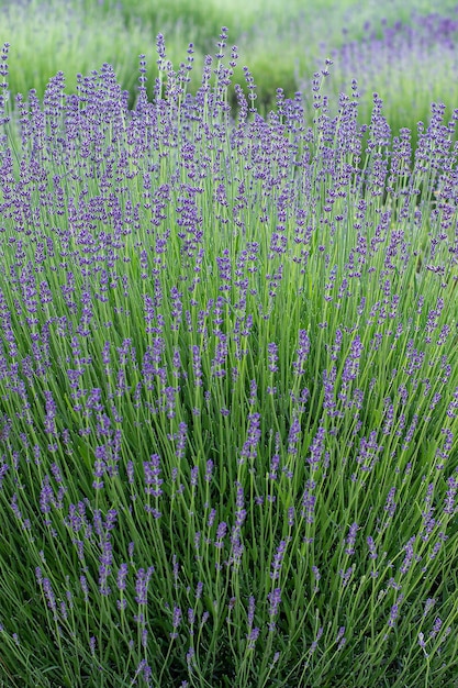 Fiori di lavanda viola sullo sfondo del giorno d'estate