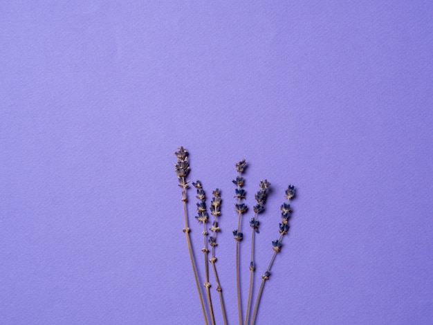 Fiori di lavanda viola