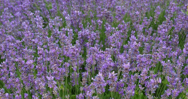 Fiori di lavanda viola