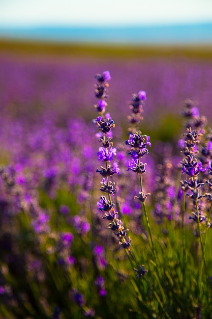 Fiori Di Lavanda