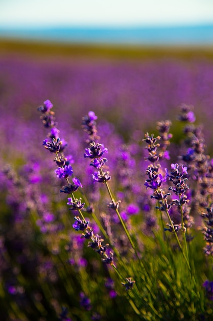 Fiori Di Lavanda