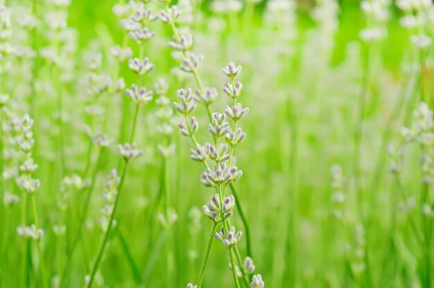 fiori di lavanda