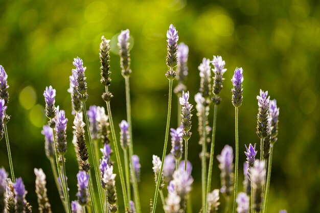 Fiori di lavanda