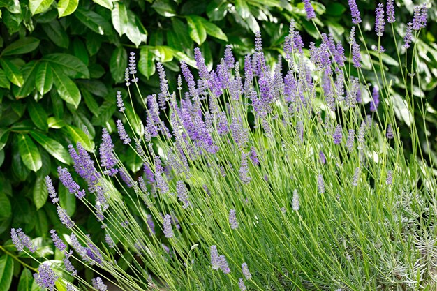 Fiori di lavanda