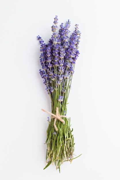 Fiori di lavanda