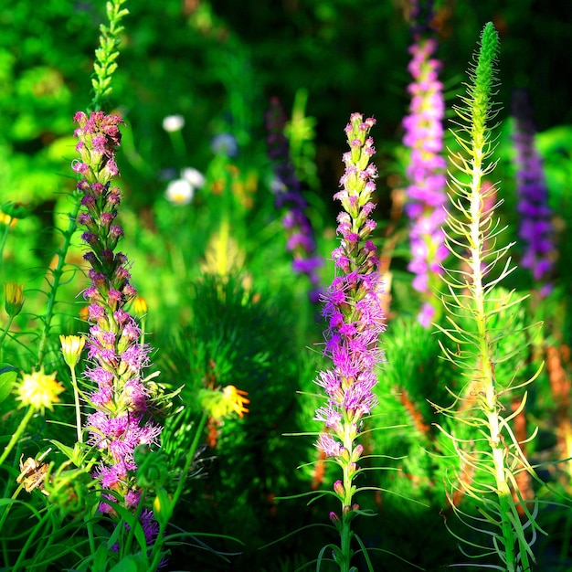 Fiori di liatris viola in giardino sullo sfondo del prato su un tramonto luminoso e colorato. Natura, piante.