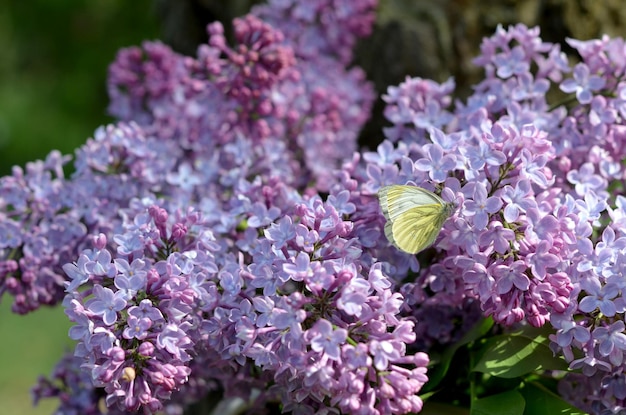 fiori di lilac viola e farfalla bianca in primo piano