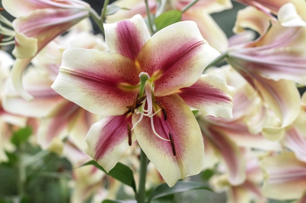 Fiori di lilia rosa e viola in un giglio da giardino per petali di gigli di giglio in fiore di sfondo