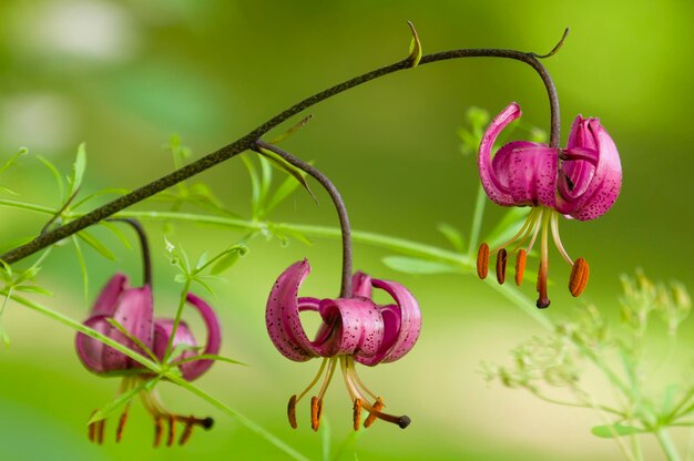 Fiori di lilium selvatici