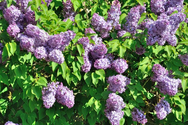 Fiori di lillà in primavera