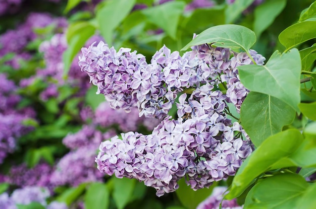 Fiori di lillà primaverili