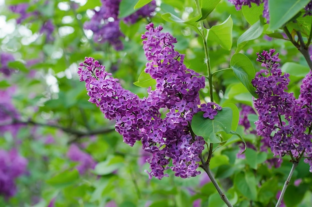 Fiori di lillà primaverili