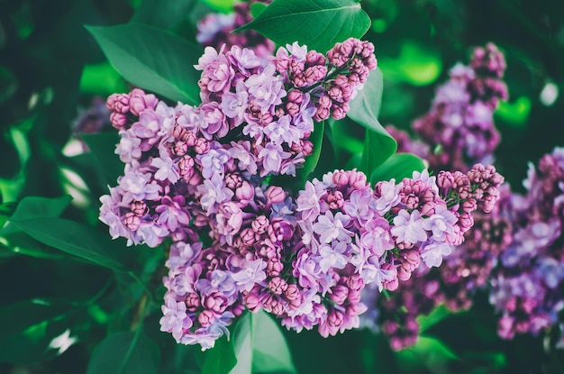 Fiori di lillà primaverili